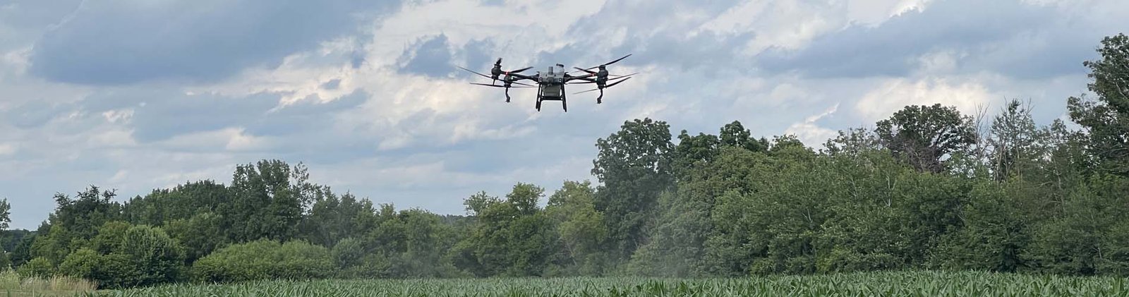 A drone flies over a cornfield with trees in the background under a cloudy sky.