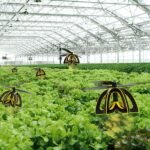 Drones hovering above rows of green plants in a large greenhouse setting.