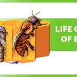 Diagram of bee life cycle stages: egg, larva, pupa, and adult bee on honeycomb background.